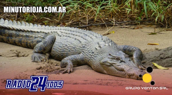 Una científica fue devorada por un cocodrilo de más de 5 metros