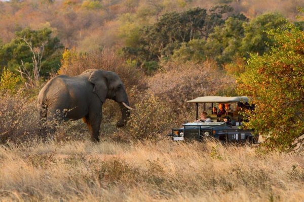 Sudáfrica: una manada de leones se comió a un cazador furtivo