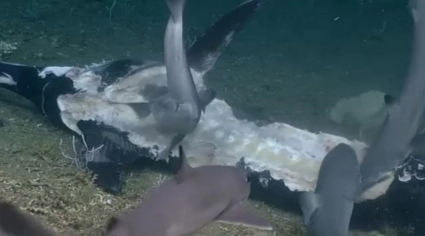 El video del momento exacto en el que un tiburón es devorado entero por un gran pez