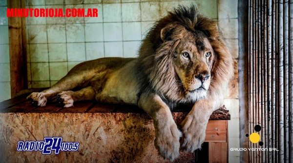 Un león le arrancó el cuero cabelludo a una nena de cuatro años en una granja de Sudáfrica